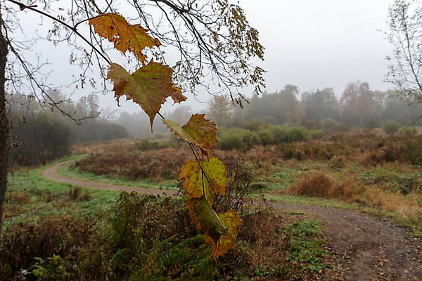 포토 JPG 해외이미지 나무 계절 공원 길 백그라운드 잎 자국 자연 아침 풍경 사람없음 빛 태양 노란색 환경 안개 가을 시골 황무지 숲 장면 10월 내추럴 뿌연 해외202008 해외포토 주간 자연요소 식물 공공시설 컬러 날씨 날짜 생태계 파일형식