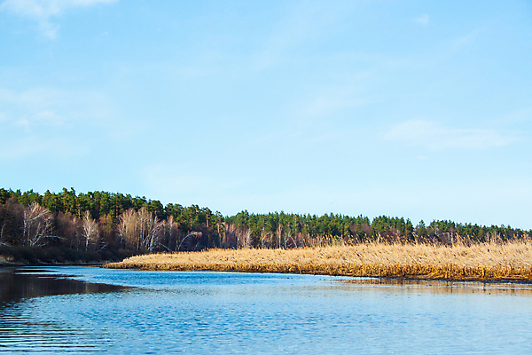 포토 JPG 해외이미지 나무 식물 호수 백그라운드 오렌지 자연 지팡이 하늘 표면 아침 날씨 갈대 풍경 사람없음 야외 초록색 물 여름 파란색 강 햇빛 태양 반사 갈색 일몰 봄 나뭇가지 시골 연못 티켓 습지 매끈함 숲 내추럴 해외202008 해외포토 주간 자연요소 계절 컬러 과일 노을 감각 생태계 파일형식