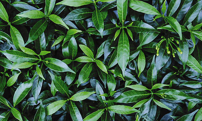 포토 JPG 해외이미지 나무 식물 계절 백그라운드 잎 패턴 농업 자연 벽지 그림자 사람없음 초록색 빛 환경 정원 검은색 어둠 봄 성장 신선 숲 유기농 질감 내추럴 해외202008 해외포토 웰빙 산업 컬러 무늬 생태계 파일형식