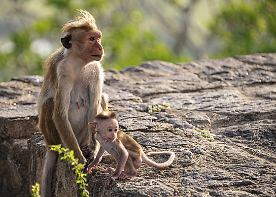 포토 JPG 해외이미지 식물 동물 응시 계절 공원 여행 포유류 청소년 자연 하늘 엄마 지붕 털 요리사모자 앉기 사람없음 초록색 여름 파란색 갈색 정원 봄 원숭이 아기 숲 인도인 먹기 꼬리 유인원 내추럴 스리랑카 힌두교 해외202008 해외포토 외국인 모자_잡화 시선 공공시설 아시아 종교 컬러 가족 모션 사람 동양인 요리사 생태계 파일형식