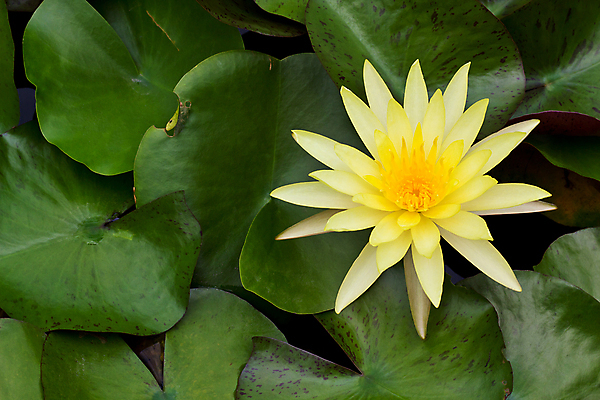 포토 JPG 해외이미지 식물 꽃잎 꽃 자연 사람없음 초록색 물 노란색 벚꽃 연못 꽃가루 꽃수술 해외202008 해외포토 자연요소 컬러 가루 생태계 파일형식