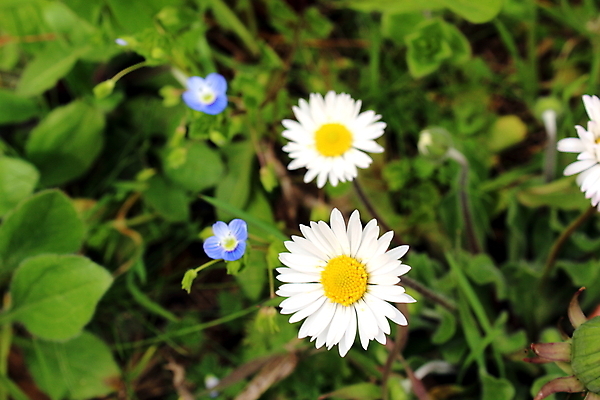 포토 JPG 해외이미지 꽃잎 꽃 잎 자연 사람없음 야외 초록색 파란색 빛 노란색 봄 벚꽃 흰색 닫기 데이지 화단 해외202008 해외포토 식물 계절 컬러 모션 생태계 파일형식
