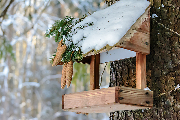 포토 JPG 해외이미지 동물 계절 공원 야생동물 음식 백그라운드 겨울 자연 조류 날씨 씨앗 사람없음 야외 목재 햇빛 태양 환경 정원 맑음 냉동 추위 숲 작음 낟알 생물학 서리 원뿔 내추럴 동물상 수수 수유 눈내림 해외202008 해외포토 자연요소 도형 나무 식물 공공시설 교육 재료 눈_날씨 조형물 크기 생태계 파일형식