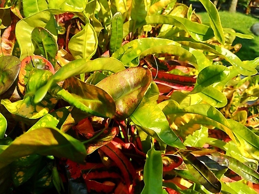 포토 JPG 해외이미지 나무 식물 꽃 잎 꽃무늬 패턴 오렌지 자연 주택 사람없음 장식 빨간색 초록색 컬러풀 노란색 정원 펼침 흰색 보호 질병 숲 관목 유기농 질감 내추럴 고립 이국적 해외202008 해외포토 웰빙 컬러 컨셉 무늬 과일 의학 모션 건물 생태계 파일형식