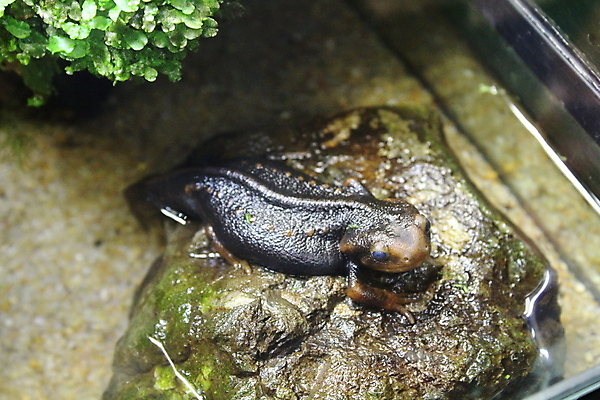 포토 JPG 해외이미지 동물 아시아 야생동물 벽 백그라운드 파충류 자연 생물 사람없음 반려동물 갈색 흰색 점 작음 꼬리 도마뱀 베트남 이국적 해외202008 해외포토 나라 컬러 동남아시아 크기 생태계 파일형식