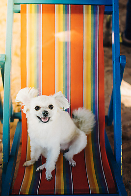 포토 JPG 해외이미지 한마리 바다 여행 의자 앉기 사람없음 야외 반려동물 개 해외202008 해외포토 동물 1 가구 포유류 모션 파일형식