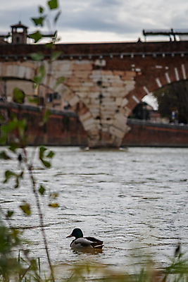 포토 JPG 해외이미지 이탈리아 A 베로나 해외202008 해외포토 알파벳 유럽 파일형식