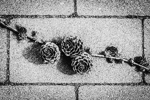 포토 JPG 해외이미지 나무 식물 외관 계절 잎 자연 흑백 씨앗 사람없음 야외 목재 가로 컬러풀 햇빛 환경 봄 성장 흰색 나뭇가지 바늘 그룹 황무지 묘사 싱글 생태계 원예 생물학 상록수 침엽수 원뿔 삼림지대 생태학 수목 카피스페이스 그리너리 디테일 미니멀 해외202008 해외포토 도형 교육 컬러 재료 촬영기법 취미 태양 공백 도구 숲 파일형식 트랜드컬러