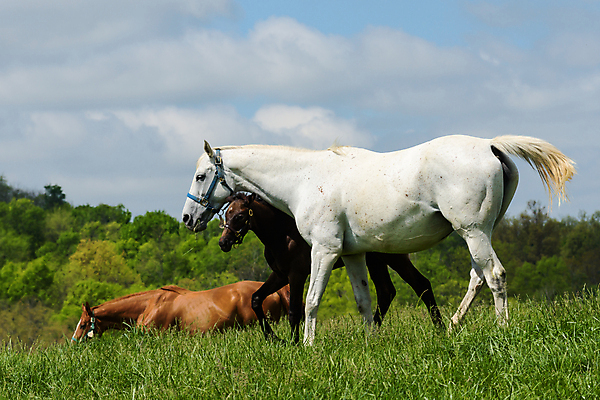 포토 JPG 해외이미지 동물 밭 포유류 자연 털 사람없음 초록색 울타리 달리기 농장 갈색 어둠 시골 레이싱 승마 속도 먼지 갈기 망아지 선로 콜로라도 해외202008 해외포토 새끼 스포츠 컬러 농업 모션 시합 담장 미국 말_동물 생태계 파일형식