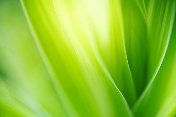 포토 JPG 해외이미지 나무 식물 계절 백그라운드 컨셉 잎 패턴 자연 벽지 추상 잔디 사람없음 초록색 빛 컬러풀 햇빛 태양 우주 환경 정원 맑음 봄 성장 신선 숲 질감 보케 부드러움 내추럴 블러 생태학 카피스페이스 그리너리 효과 해외202008 해외포토 자연요소 교육 컬러 무늬 날씨 공백 감각 생태계 파일형식 트랜드컬러