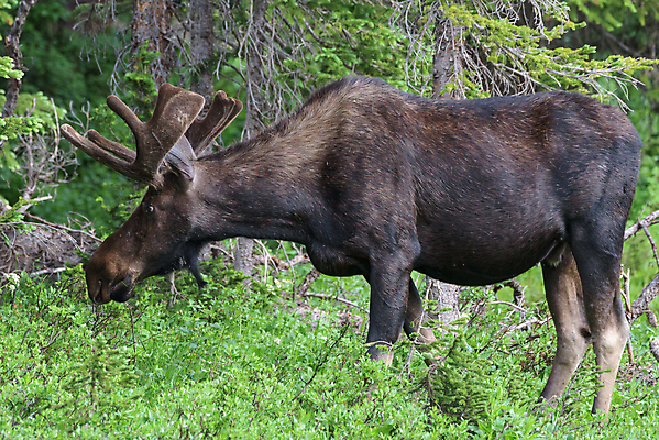 포토 JPG 해외이미지 동물 호수 야생동물 포유류 자연 산 털 종류 사람없음 물 갈색 어둠 코트 종 흰색 소나무 소 습지 군중 숲 위험 큼 시원함 속눈썹 버드나무 황소 코 귀 무거움 주둥이 엘크 콜로라도 벨벳 해외202008 해외포토 자연요소 나무 컬러 컨셉 사람 신체부위 미국 외투 무게 크기 실크 눈썹 생태계 파일형식