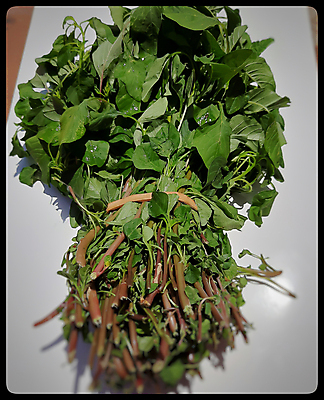 포토 JPG 해외이미지 음식 잎 농업 다이어트 채소 재료 건강 요리 사람없음 초록색 주방 식사 수확 신선 시장 맛 상품 정상 먹기 메뉴 준비 유기농 날것 레시피 시금치 비타민 내추럴 식욕 입가심 조감도 채식주의자 디톡스 비건 맛있는 해외202008 해외포토 식물 웰빙 산업 컬러 컨셉 모션 채식 영양소 파일형식