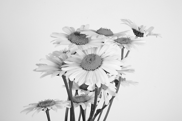 포토 JPG 해외이미지 식물 꽃잎 꽃 꽃다발 백그라운드 꽃무늬 자연 흑백 사람없음 장식 여름 꽃병 검은색 봄 벚꽃 흰색 개화 데이지 내추럴 해외202008 해외포토 계절 컬러 무늬 촬영기법 생태계 파일형식