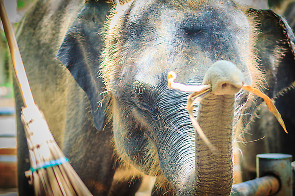 포토 JPG 해외이미지 동물 응시 얼굴 야생동물 새끼 포유류 발 피곤 사람없음 머리 외침 흰색 표현 울음 작음 서커스 피부 눈물 불행 고문 기르기 해외202008 해외포토 시선 감정 컬러 컨셉 표정 신체부위 소리 크기 돌봄 파일형식