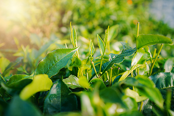 포토 JPG 해외이미지 나무 식물 아시아 여행 잎 밭 농업 채소 자연 아침 산 건강 동양인 풍경 사람없음 초록색 빛 농작물 햇빛 농장 농경지 정원 봄 성장 흰색 시골 신선 재산 차 허브 언덕 장면 말레이시아 산악지대 숙성 해외202008 해외포토 주간 계절 나라 산업 음료 컬러 인종 금융 태양 생태계 파일형식
