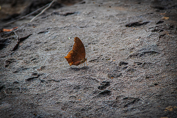포토 JPG 해외이미지 식물 동물 꽃 야생동물 나비 곤충 백그라운드 잎 꽃무늬 자연 벽지 아침 사람없음 야외 초록색 물 파란색 컬러풀 노란색 환경 정원 맑음 봄 폭포 성장 흰색 신선 황금 해외202008 해외포토 주간 자연요소 계절 컬러 무늬 날씨 생태계 파일형식