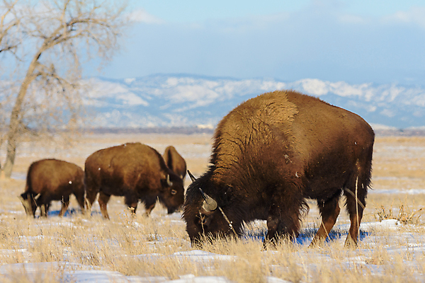 포토 JPG 해외이미지 동물 남자 야생동물 밭 신체 포유류 자연 산 뿔 종류 성인 사람없음 야외 초록색 파란색 갈색 미국 어둠 코트 소 군중 위험 큼 들소 순수 황소 먼지 지역 무거움 공격적 어려움 찰과상 콜로라도 해외202008 해외포토 컬러 컨셉 북아메리카 농업 사람 외투 무게 상처 크기 생태계 파일형식