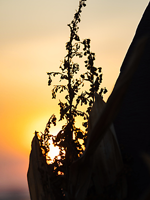 포토 JPG 해외이미지 전통 아시아 모래 파도 바다 여행 태국 하늘 휴가 동양인 사람없음 초록색 물 파란색 태양 맑음 흰색 보트 언덕 꼬리 석회암 안다만 이국적 터키석 파라다이스 해외202008 해외포토 자연요소 나라 컬러 배_교통 날씨 인종 암석 보석 파일형식