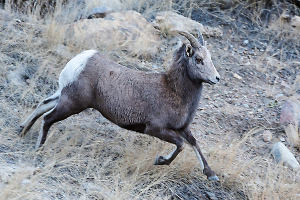 포토 JPG 해외이미지 동물 여자 남자 야생동물 어린이 모래 포유류 자연 털 뿔 사람없음 빛 태양 갈색 힘 가을 붓 양 뜨거움 소 군중 먹기 바퀴자국 냄새 문학 암초 내추럴 램 어려움 콜로라도 해외202008 해외포토 자연요소 계절 컬러 자국 모션 사람 미국 생태계 파일형식