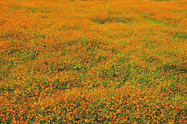 포토 JPG 해외이미지 식물 꽃 분홍색 여행 꽃무늬 밭 오렌지 자연 하늘 초원 사람없음 야외 장식 빨간색 초록색 여름 파란색 컬러풀 노란색 환경 정원 맑음 보라색 일몰 봄 가을 시골 신선 개화 황금 보호 코스모스 꽃가루 많음 해외202008 해외포토 계절 컬러 컨셉 무늬 농업 과일 날씨 노을 가루 생태계 파일형식