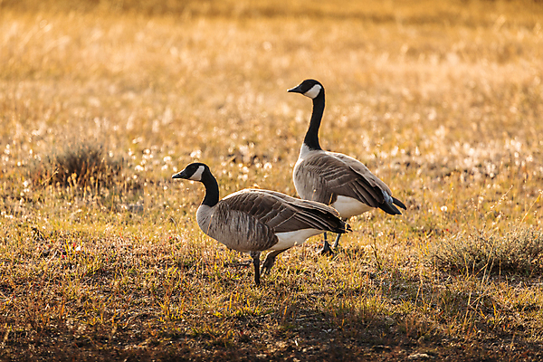 포토 JPG 해외이미지 동물 공원 야생동물 캐나다 북아메리카 밭 자연 조류 오리 국립공원 사람없음 목재 미국 가을 그룹 숲 백조 거위 물새 내추럴 와이오밍 해외202008 해외포토 나무 계절 공공시설 농업 재료 아메리카 생태계 파일형식