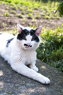 포토 JPG 해외이미지 동물 응시 얼굴 장난 자연 수염 털 사람없음 반려동물 머리 검은색 고양이 흰색 관찰 점 닫기 모피 콧수염 부드러움 생강 해외202008 우호적 해외포토 시선 컬러 컨셉 채소 포유류 모션 신체부위 감각 생태계 파일형식