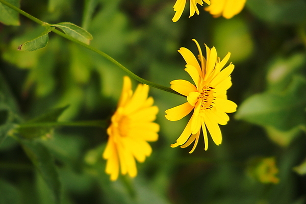 포토 JPG 해외이미지 주간 꽃잎 꽃 근접촬영 사람없음 야외 해외202008 해외포토 자연요소 식물 뷰포인트 파일형식