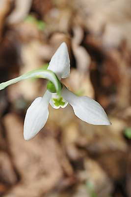포토 JPG 해외이미지 식물 계절 꽃잎 꽃 야생동물 백그라운드 잎 겨울 꽃무늬 자연 사람없음 야외 초록색 여름 환경 정원 봄 성장 벚꽃 흰색 신선 개화 숲 묘사 내추럴 스노드롭 헌병 해외202008 해외포토 동물 컬러 무늬 군인 생태계 파일형식