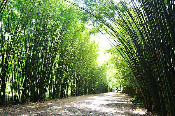 포토 JPG 해외이미지 나무 태국 터널 대나무 해외202008 해외포토 식물 아시아 길 파일형식