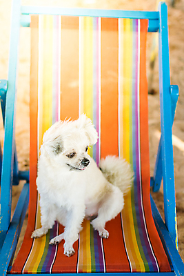 포토 JPG 해외이미지 한마리 바다 여행 의자 앉기 사람없음 야외 반려동물 개 해외202008 해외포토 동물 1 가구 포유류 모션 파일형식