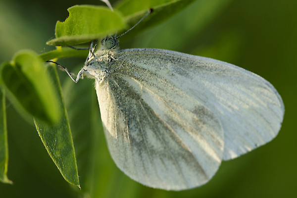 포토 JPG 해외이미지 동물 나비 곤충 자연 사람없음 딱정벌레 육식동물 해외202008 해외포토 생태계 파일형식
