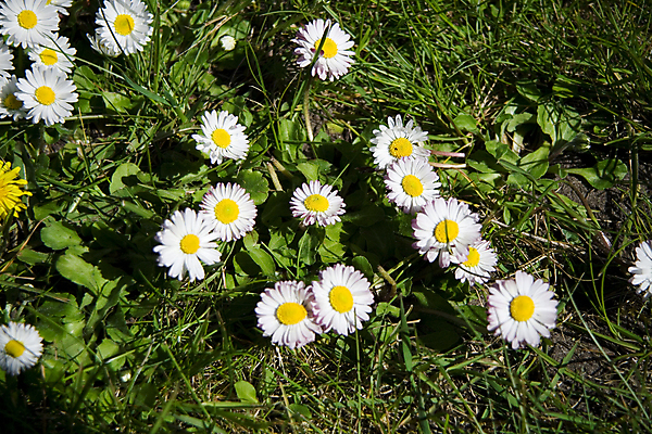 포토 JPG 해외이미지 꽃잎 꽃 사람없음 야외 정원 데이지 해외202008 해외포토 식물 파일형식