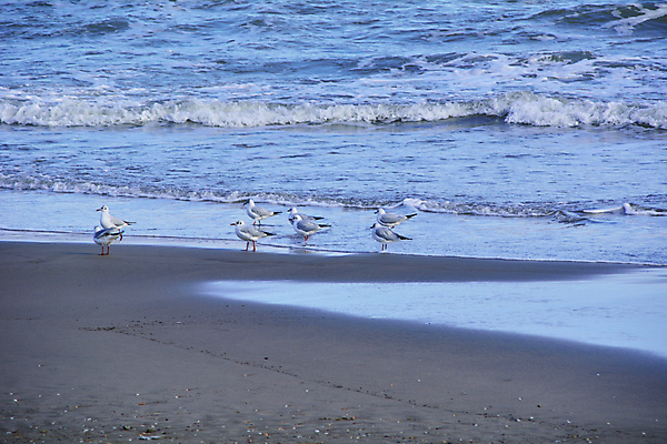 포토 JPG 해외이미지 동물 아시아 야생동물 파도 바다 날개 태국 자연 갈매기 조류 풍경 해변 사람없음 야외 물 여름 검은색 수영 흰색 시골 황무지 스페인 배고픔 깃털 물새 내추럴 동물상 많음 해외202008 해외포토 자연요소 계절 유럽 나라 컬러 컨셉 조형물 수상스포츠 생태계 파일형식