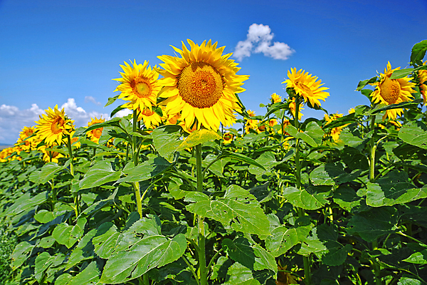 포토 JPG 해외이미지 식물 계절 꽃잎 꽃 줄기 꽃다발 백그라운드 잎 꽃무늬 밭 농업 오렌지 자연 해바라기 건강 씨앗 사람없음 야외 장식 초록색 여름 햇빛 태양 노란색 정원 맑음 봄 활발 벚꽃 시골 원형 개화 오브젝트 유기농 내추럴 고립 밭일 해외202008 해외포토 자연요소 도형 웰빙 산업 컬러 컨셉 무늬 과일 날씨 생태계 파일형식