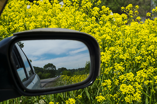 포토 JPG 해외이미지 나무 구름 꽃 도로 여행 나비 밭 농업 채소 자동차 자연 유리 하늘 산 풍경 초원 사람없음 야외 초록색 여름 반사 봄 거울 운전 벚꽃 시골 고속도로 숲 밭일 자동 카놀라 해외202008 해외포토 자연요소 식물 계절 산업 길 육상교통 컬러 곤충 교통시설 모션 재질 생태계 파일형식