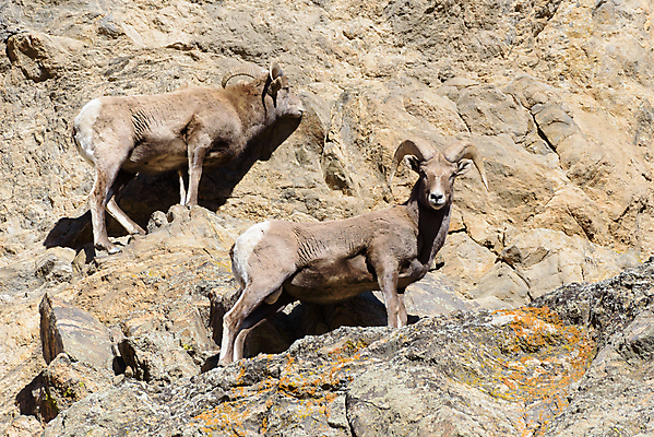 포토 JPG 해외이미지 동물 여자 남자 야생동물 어린이 모래 포유류 자연 털 뿔 사람없음 빛 태양 갈색 힘 가을 붓 양 뜨거움 소 군중 먹기 바퀴자국 냄새 문학 암초 내추럴 램 어려움 콜로라도 해외202008 해외포토 자연요소 계절 컬러 자국 모션 사람 미국 생태계 파일형식