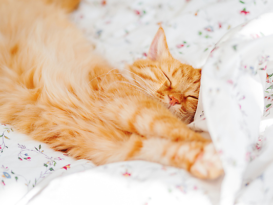 포토 JPG 해외이미지 한마리 휴식 실내 사람없음 반려동물 햇빛 고양이 이불 침대 낮잠 시트 반려묘 해외202008 해외포토 동물 1 가구 컨셉 포유류 침구 내부 태양 잠 파일형식