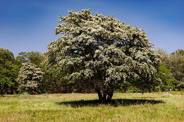 포토 JPG 해외이미지 나무 식물 계절 공원 호수 여행 백그라운드 잎 오렌지 자연 하늘 아침 날씨 풍경 초원 사람없음 야외 목재 초록색 여름 빛 컬러풀 햇빛 노란색 환경 맑음 활발 가을 나뭇가지 시골 황금 숲 장면 내추럴 해외202008 해외포토 주간 공공시설 컬러 컨셉 과일 재료 태양 생태계 파일형식