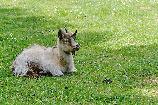 포토 JPG 해외이미지 동물 응시 얼굴 어린이 음식 백그라운드 2 밭 농업 포유류 자연 놀이 염소 털 뿔 서기 초원 사람없음 야외 초록색 반려동물 청춘 농장 가축 봄 흰색 시골 아기 신선 양 소 작음 방목 모피 거짓말 밭일 해외202008 해외포토 시선 계절 산업 컬러 컨셉 모션 사람 신체부위 축산업 크기 생태계 파일형식