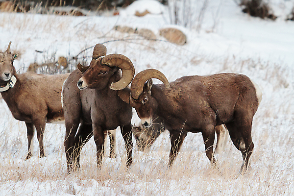 포토 JPG 해외이미지 여자 남자 어린이 모래 겨울 포유류 털 뿔 사람없음 빛 태양 힘 들꽃 가을 붓 양 뜨거움 소 군중 먹기 바퀴자국 냄새 암초 송아지 램 어려움 옛날 콜로라도 해외202008 해외포토 자연요소 동물 계절 꽃 새끼 자국 모션 사람 미국 파일형식