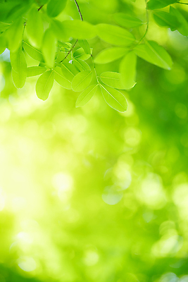 포토 JPG 해외이미지 나무 식물 계절 백그라운드 컨셉 잎 패턴 자연 벽지 추상 잔디 사람없음 초록색 여름 빛 컬러풀 햇빛 태양 우주 환경 정원 맑음 봄 성장 신선 숲 질감 보케 부드러움 내추럴 블러 생태학 카피스페이스 그리너리 효과 해외202008 해외포토 자연요소 교육 컬러 무늬 날씨 공백 감각 생태계 파일형식 트랜드컬러