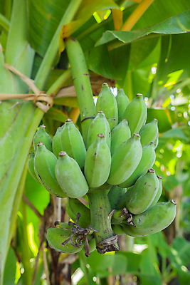 포토 JPG 해외이미지 나무 식물 계절 꽃 음식 백그라운드 잎 농업 다이어트 채소 과일 자연 바나나 건강 육류 동양인 사람없음 야외 초록색 환경 정원 성장 껍질 나뭇가지 신선 조직 그룹 닫기 달콤 숲 다발 피부 오브젝트 유기농 날것 내추럴 숙성 채식주의자 해외202008 해외포토 웰빙 산업 컬러 식재료 모션 인종 신체부위 맛 생태계 채식 파일형식