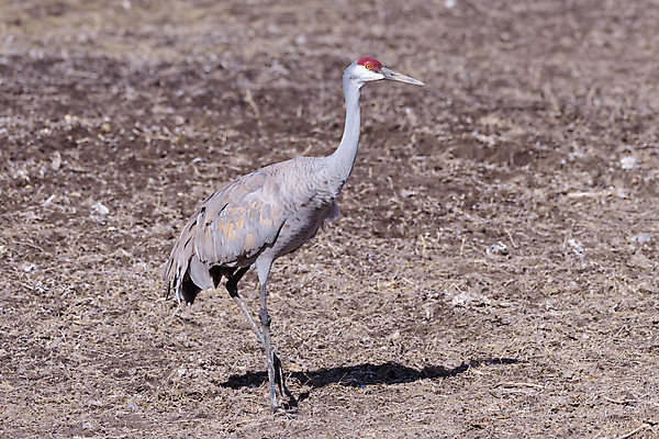 포토 JPG 해외이미지 동물 야생동물 밭 날개 자연 조류 하늘 왕관 산 사람없음 야외 물 파란색 컬러풀 노란색 회색 덮개 흰색 비행 연못 우아함 둥지 큼 깃털 꼬리 부리 목 서식지 창백 민물 콜로라도 해외202008 해외포토 자연요소 컬러 컨셉 농업 신체부위 미국 뚜껑 크기 생태계 파일형식