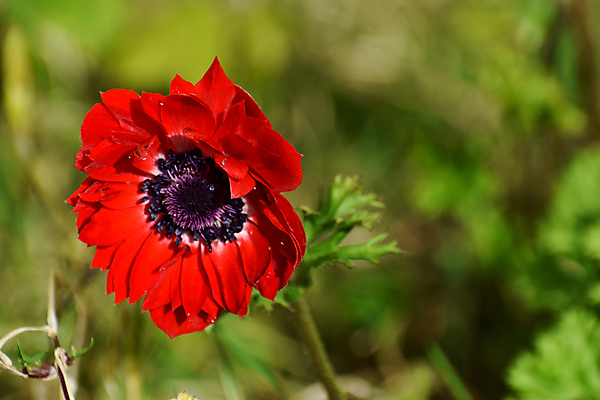 포토 JPG 해외이미지 식물 꽃잎 꽃 백그라운드 잎 꽃무늬 자연 종류 사람없음 장식 빨간색 초록색 컬러풀 머리 정원 활발 성장 벚꽃 싱글 원예 내추럴 온실 해외202008 해외포토 컬러 컨셉 무늬 취미 신체부위 생태계 파일형식