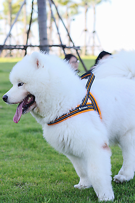 포토 JPG 해외이미지 동물 포유류 자연 사람없음 야외 초록색 여름 반려동물 갈색 봄 개 리트리버 강아지 닥스훈트 래브라도리트리버 송곳니 기르기 해외202008 해외포토 계절 컬러 치아 생태계 돌봄 파일형식