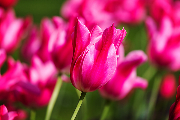 포토 JPG 해외이미지 꽃잎 꽃 잎 사람없음 야외 정원 튤립 오브젝트 해외202008 해외포토 식물 파일형식