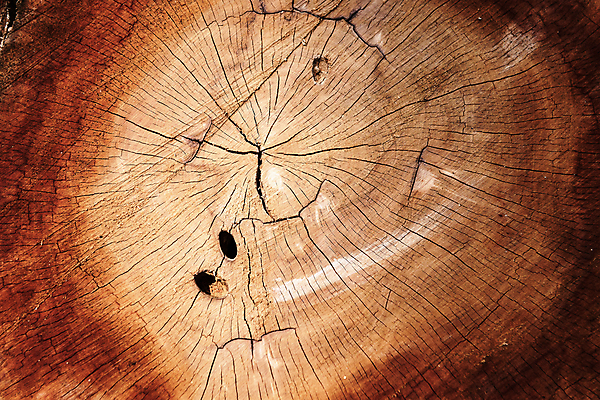 포토 JPG 해외이미지 모양 나무 선 백그라운드 십자가 패턴 부분 자연 표면 추상 사람없음 목재 갈색 에너지 반지 원형 거친 균열 횡단보도 낟알 자르기 연도 질감 통나무 잡동사니 내추럴 수목 옛날 노화 나무배경 해외202008 해외포토 도형 식물 컬러 컨셉 무늬 재료 장신구 모션 보행로 생태계 파일형식