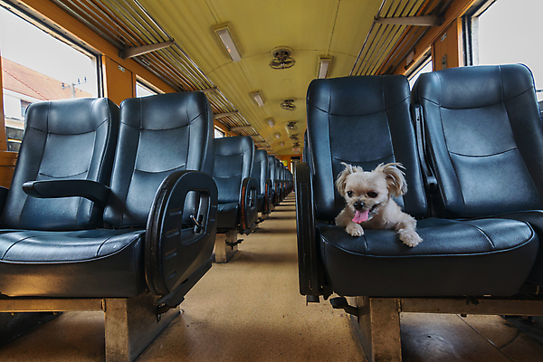 포토 JPG 해외이미지 한마리 여행 의자 앉기 사람없음 반려동물 개 해외202008 해외포토 동물 1 가구 포유류 모션 파일형식