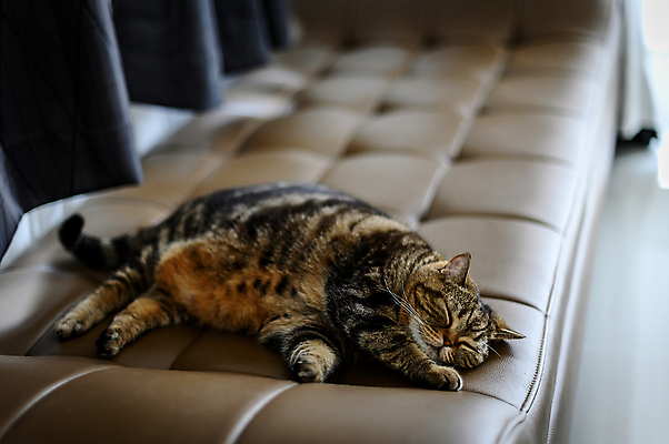 포토 JPG 해외이미지 동물 모델 1 응시 남자 꽃 오렌지 창문 휴식 털 사람없음 빨간색 빛 반려동물 노란색 귀여움 맑음 고양이 봄 줄무늬 꿈 흰색 아기 잠 담요 모피 부드러움 생강 거짓말 안락 해외202008 해외포토 식물 시선 계절 컬러 컨셉 무늬 채소 과일 포유류 날씨 사람 감각 파일형식