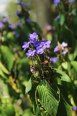 포토 JPG 해외이미지 꽃잎 꽃 잎 풍경 사람없음 야외 아웃포커스 정원 원예 해외202008 해외포토 식물 촬영기법 취미 파일형식